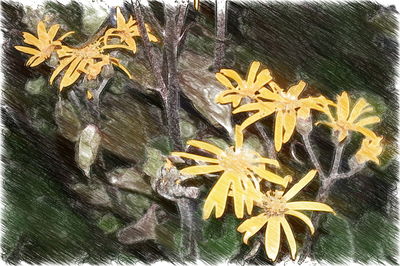 High angle view of autumn leaves in water