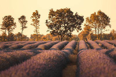 Close-up of trees against sky during sunset