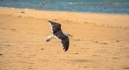 Close-up of seagull flying over beach