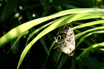 Close-up of butterfly on leaf