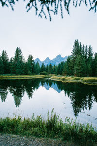 Scenic view of lake in forest against clear sky