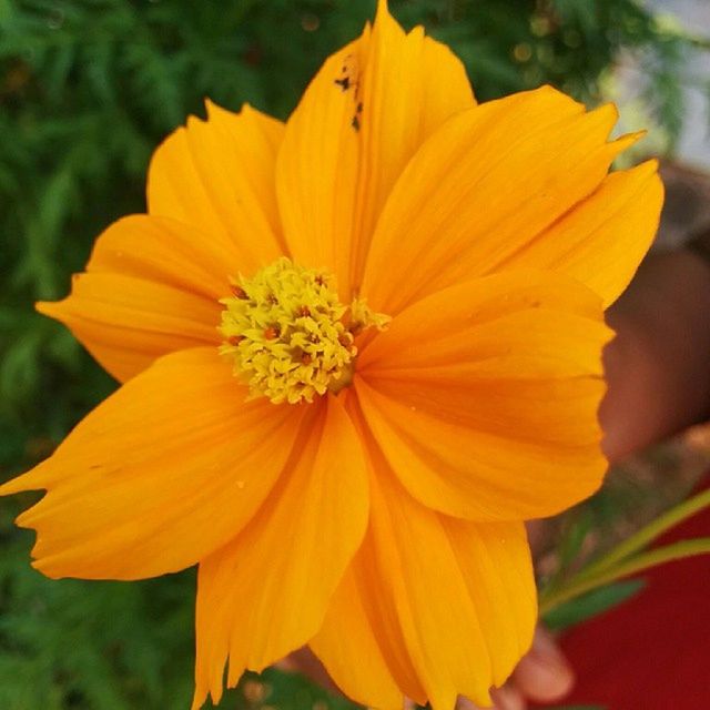 flower, petal, freshness, flower head, fragility, yellow, focus on foreground, close-up, beauty in nature, growth, orange color, blooming, pollen, nature, single flower, plant, park - man made space, in bloom, stamen, day