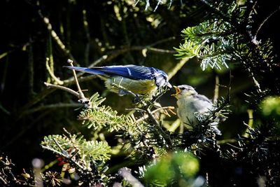 Birds on tree