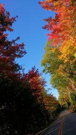 Trees in park