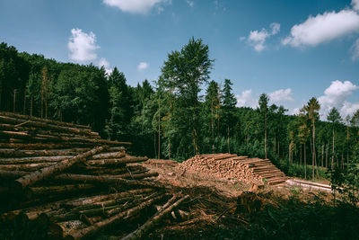 Scenic view of trees on field against sky