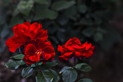 Close-up of flowers against blurred background