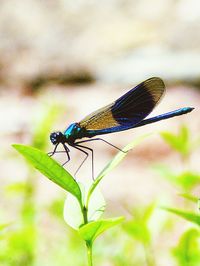 Close-up of dragonfly on plant