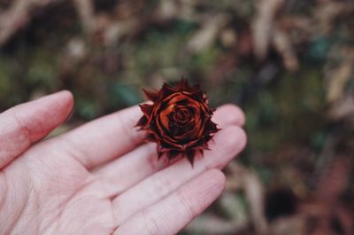 Close-up of hand holding red flower
