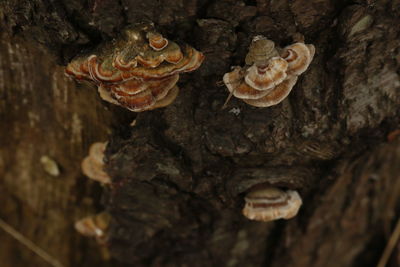 Close-up of turtle on tree trunk