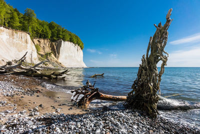 View of dead trees on pebble beach