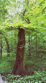 Trees growing in forest