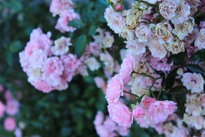 Close-up of pink cherry blossoms in spring