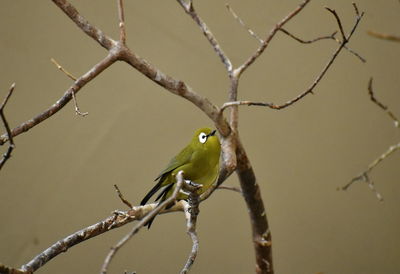 Bird perching on branch