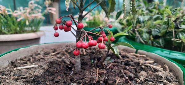 Close-up of red berries growing on field