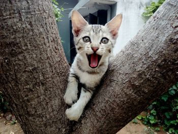 Close-up portrait of cat yawning