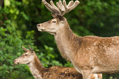 Side view of deer on field