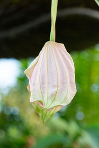Close-up of flowering plant