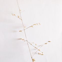 Close-up of plant against sky