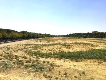 Scenic view of field against clear sky