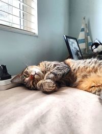 Close-up of cat lying on floor at home
