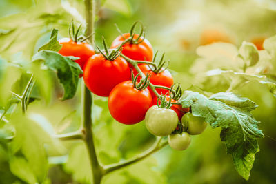 Close-up of tomatoes growing on tree