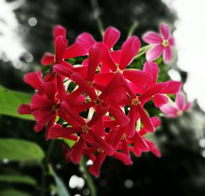 Close-up of pink flowers