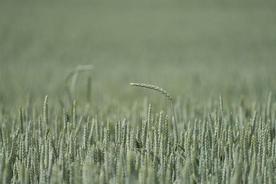 Close-up of wheat growing on field