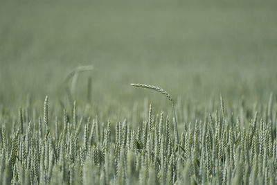 Close-up of wheat growing on field