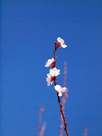 Low angle view of cherry blossom against blue sky