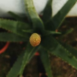 Close-up of fresh green plant