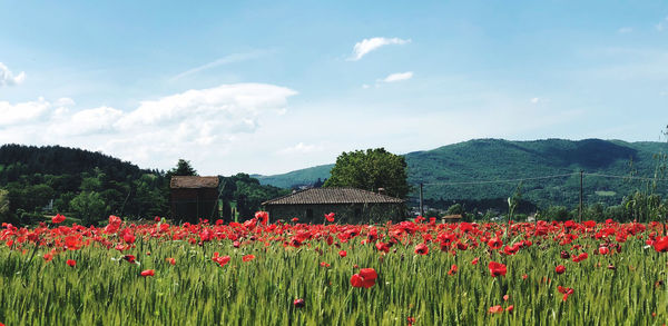 Red flowering plants on field against sky