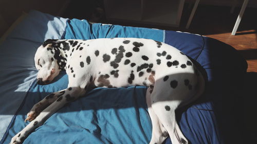 High angle view of dalmatian dog sleeping on bed