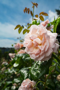 Close-up of pink rose