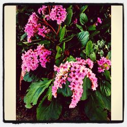 Close-up of pink flowers