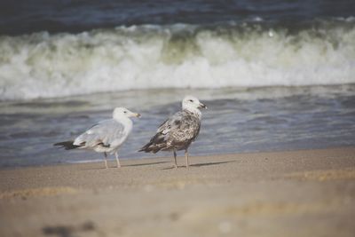 Seagull perching on beach