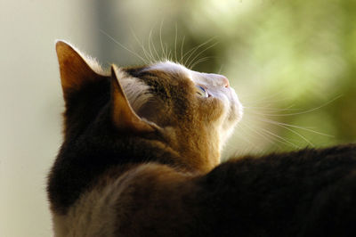 Close-up of a cat