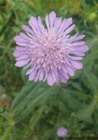 Close-up of pink flowers