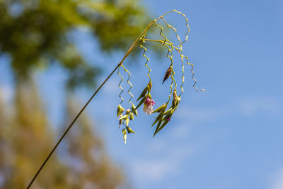 Low angle view of berries growing on plant against sky