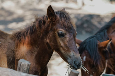 A cute little horse that eats next to its mother