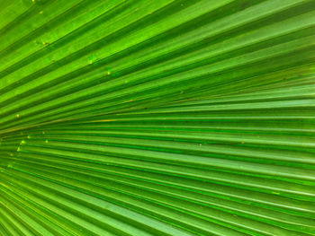 Full frame shot of palm leaf