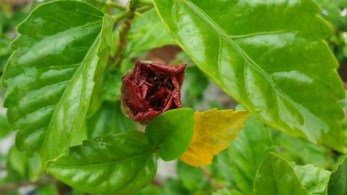 Close-up of red rose on leaf