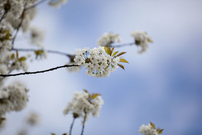 Low angle view of apple blossoms in spring