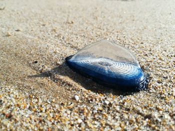 Close-up of shell on sand