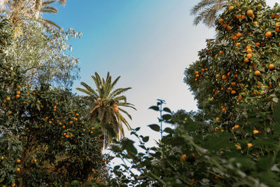 Low angle view of fruits growing on tree against sky