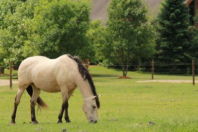 Horses grazing in a field