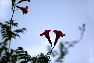 Red rose blooming outdoors