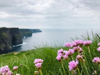 Purple flowering plants on land against sky