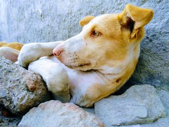Close-up of a dog looking away