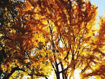 Low angle view of tree against sky during autumn