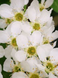 Close-up of white flowers